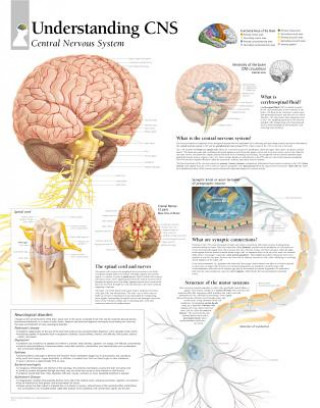 Understanding CNS Laminated Poster