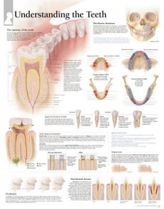 Understanding the Teeth Paper Poster