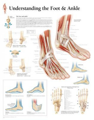Understanding the Foot & Ankle Laminated Poster