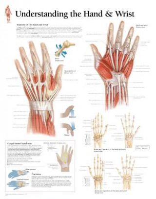 Understanding the Hand & Wrist Paper Poster