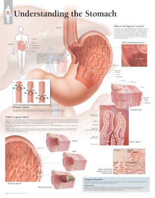 Understanding the Stomach