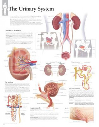 Urinary System Laminated Poster