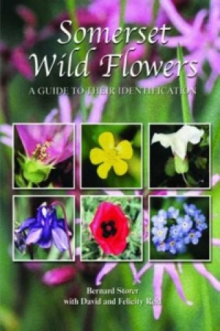 Somerset Wild Flowers