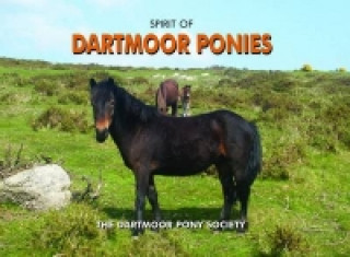 Spirit of Dartmoor Ponies