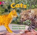 Collins Big Cat - Cats Workbook