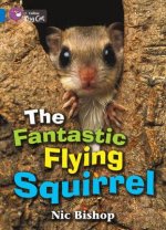 Collins Big Cat - The Fantastic Flying Squirrel Workbook