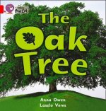 Collins Big Cat - The Oak Tree Workbook