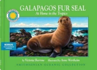 Galapagos Fur Seal