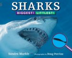 Sharks: Biggest! Littlest!