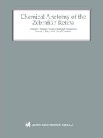 Chemical Anatomy of the Zebrafish Retina