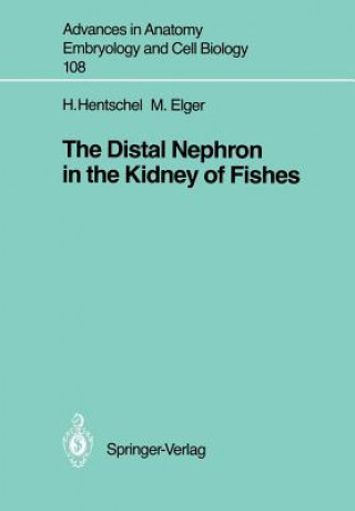 Distal Nephron in the Kidney of Fishes