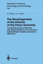 Morphogenesis of the Arteries of the Pelvic Extremity
