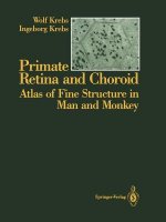 Primate Retina and Choroid