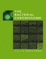 Bacterial Chromosome