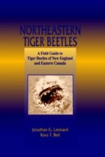 Northeastern Tiger Beetles