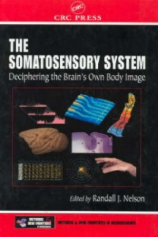Somatosensory System