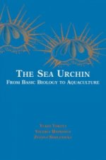 Sea Urchin