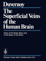 Superficial Veins of the Human Brain