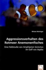 Aggressionsverhalten des Rotmeer Anemonenfisches