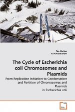Cycle of Escherichia coli Chromosomes and Plasmids