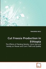 Cut Freesia Production in Ethiopia