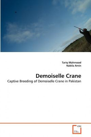 Demoiselle Crane