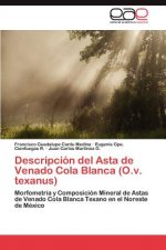 Descripcion del Asta de Venado Cola Blanca (O.v. texanus)