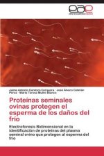 Proteinas seminales ovinas protegen el esperma de los danos del frio