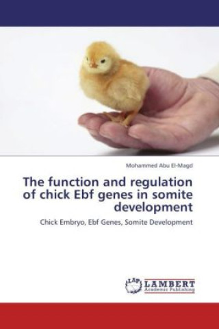 The function and regulation of chick Ebf genes in somite development