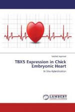 TBX5 Expression in Chick Embryonic Heart