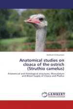 Anatomical studies on cloaca of the ostrich (Struthio camelus)