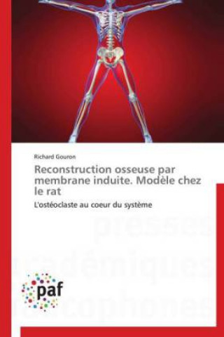 Reconstruction osseuse par membrane induite. Modèle chez le rat