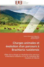Charges Animales Et  volution d'Un Parcours   Brachiaria Ruziziensis