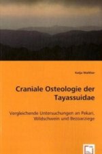 Craniale Osteologie der Tayassuidae