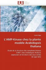 L Amp-Kinase Chez La Plante Mod le Arabidopsis Thaliana