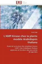 L Amp-Kinase Chez La Plante Mod le Arabidopsis Thaliana