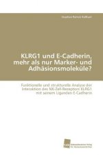 KLRG1 und E-Cadherin, mehr als nur Marker- und Adhasionsmolekule?