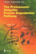 Proteasome - Ubiquitin Protein Degradation Pathway
