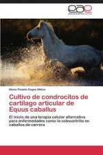 Cultivo de condrocitos de cartilago articular de Equus caballus
