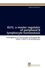 KLF2, a master regulator of peripheral B lymphocyte homeostasis