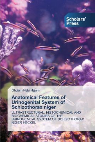 Anatomical Features of Urinogenital System of Schizothorax Niger