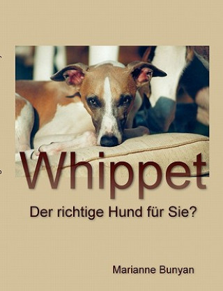 Whippet