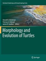 Morphology and Evolution of Turtles