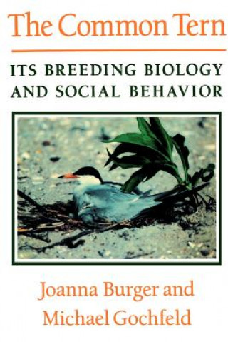 Common Tern