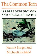 Common Tern