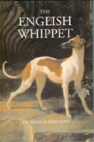 English Whippet