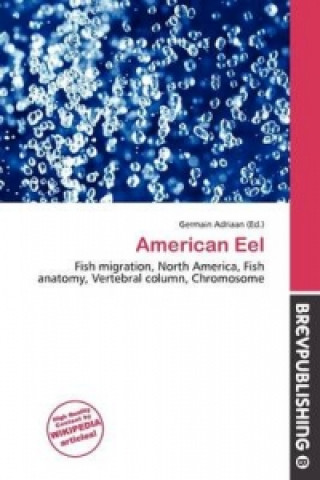 American Eel