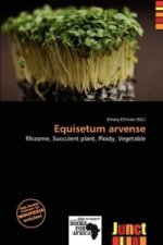 Equisetum Arvense