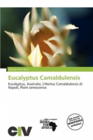 Eucalyptus Camaldulensis