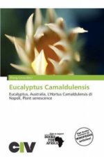 Eucalyptus Camaldulensis